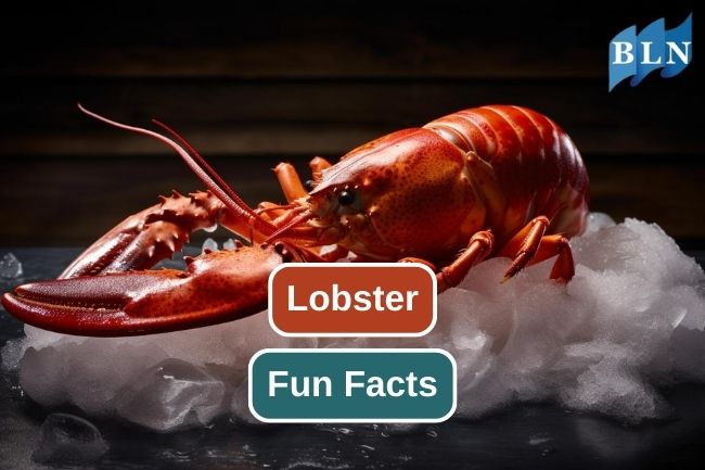 Here are 10 Fun Facts of Lobster 